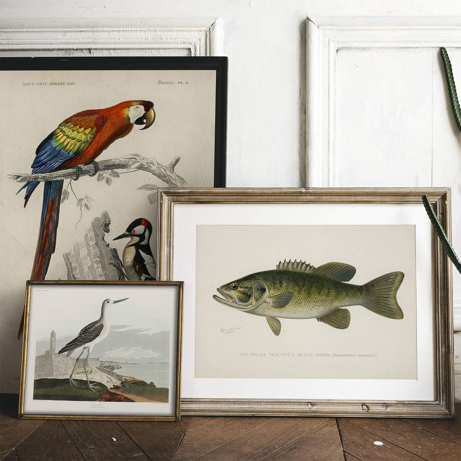 Amazon.co.jp: ブラック バス 魚 プリント ヴィンテージ 釣りポスター