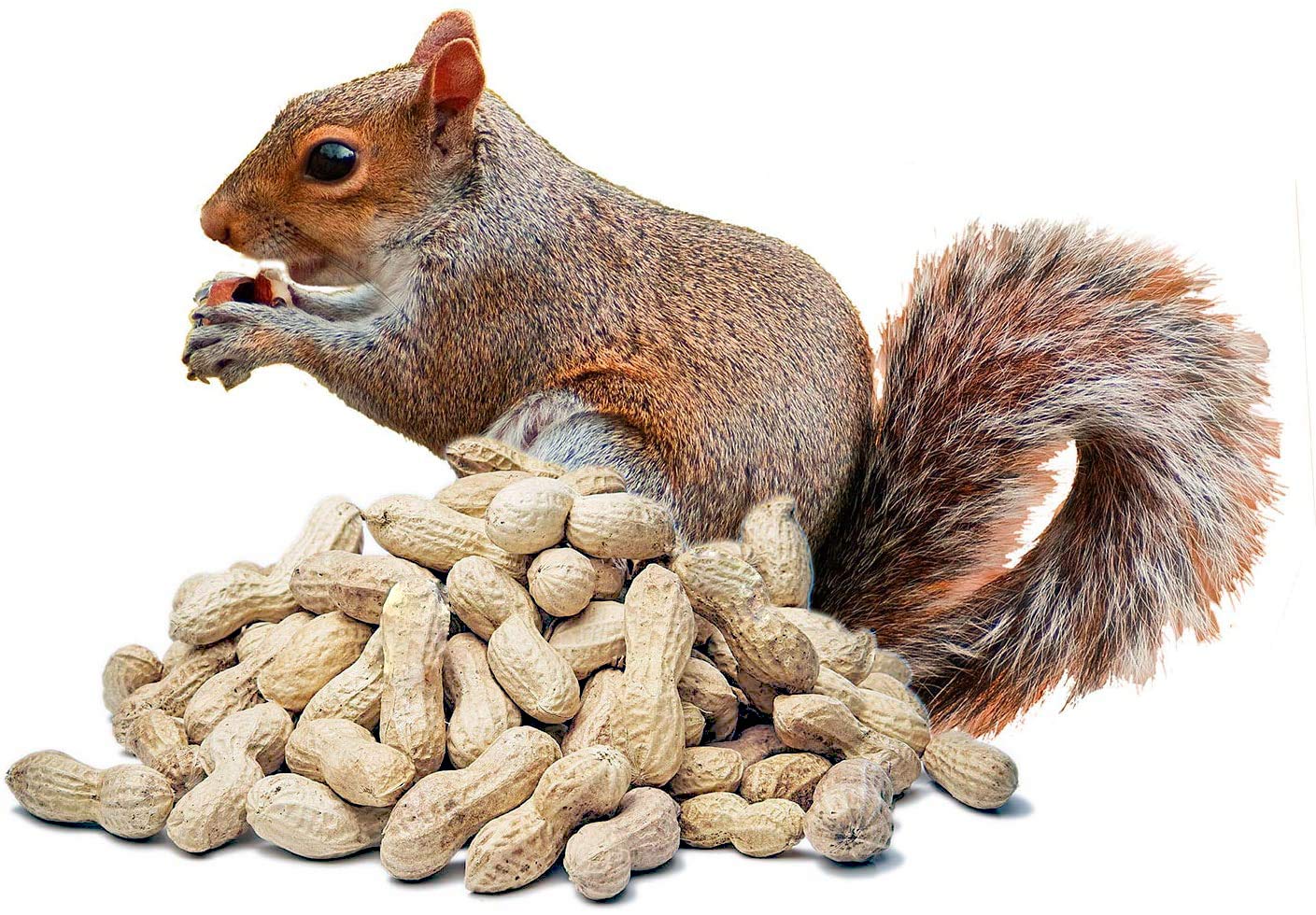 Paul´s Mühle Erdnüsse mit Schale für Futterzwecke 10 kg