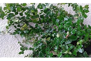 Creeping Fig Starter Plants