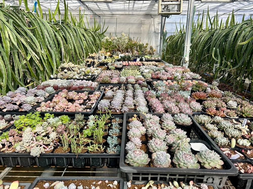 Amazon.co.jp: 【マルイ農園】多肉植物 カット苗 韓国苗4種含む