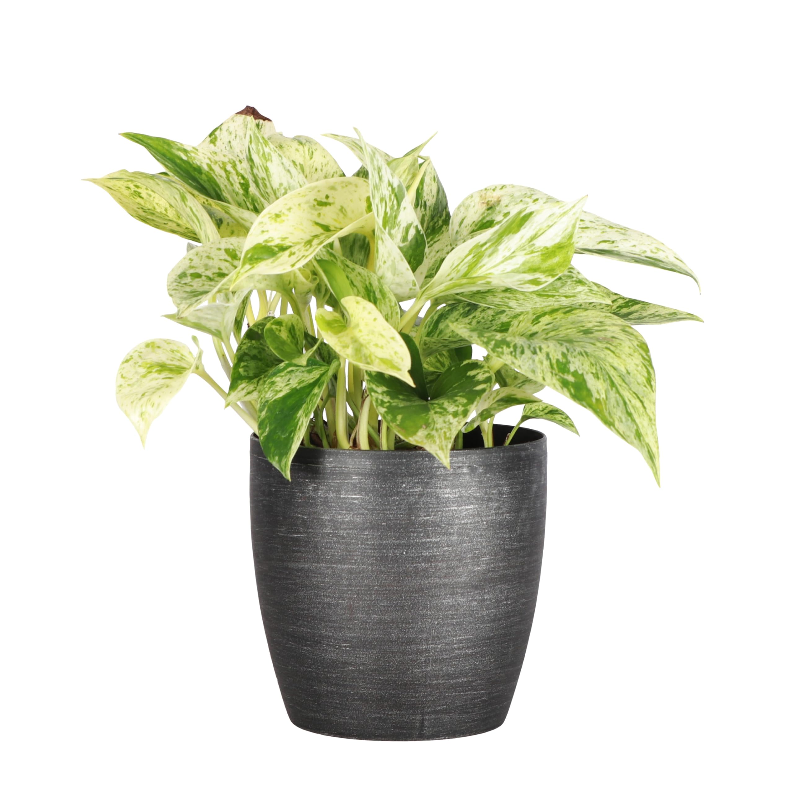 Amazon.com : Thorsen's Greenhouse Marble Queen Pothos, Live Indoor