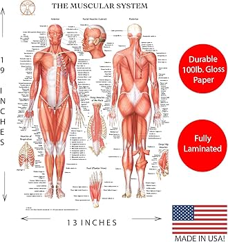 口腔解剖学1-5 セット、人体解剖学上肢下肢計7冊セット 口腔解剖学シリーズ 1-5 セット、人体解剖学上肢下肢7冊セット 口腔