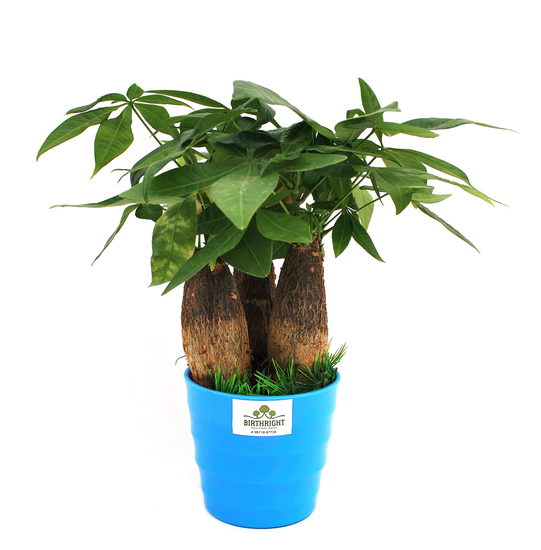 BIRTHRIGHT Pachira 3 in 1 Plant (B08Z7NF4B6) Amazon Price History, Amazon Price Tracker