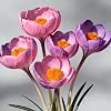 Autumn Crocus Bulbs – Saffron-Producing, Low Maintenance, Ideal for Borders, Beds, and Containers,Hardy Perennial, Excellent Display-4bulbs-B