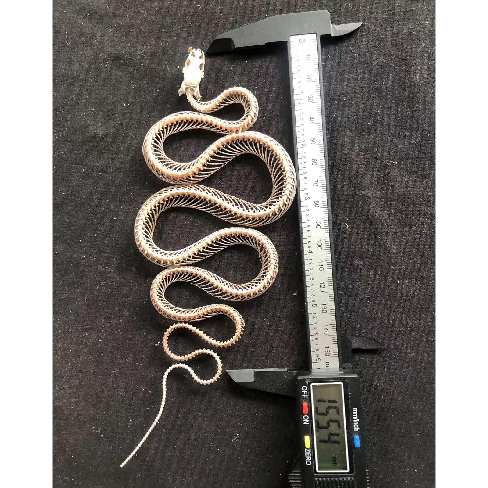 Modello di Scheletro di Serpente - tassidermia Vero Esemplare di Scheletro di Serpente - Forniture per tassidermia per l'educazione scientifica, Regali di Natale, Regalo Speciale