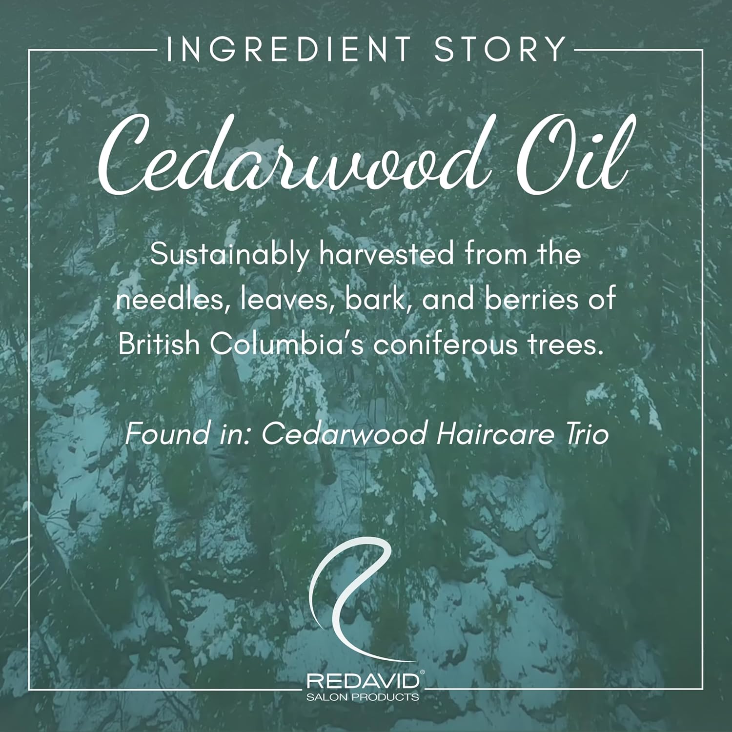 Redavid Cedarwood Weightless Shampoo - with Hemp Seed Oil and Orchid Oil, for Fine Hair and Men's Hair - Clinically Strengthens, Cleanses Hair and Scalp - Paraben, Phthalate and Sulfate Free (1L) - Image 2