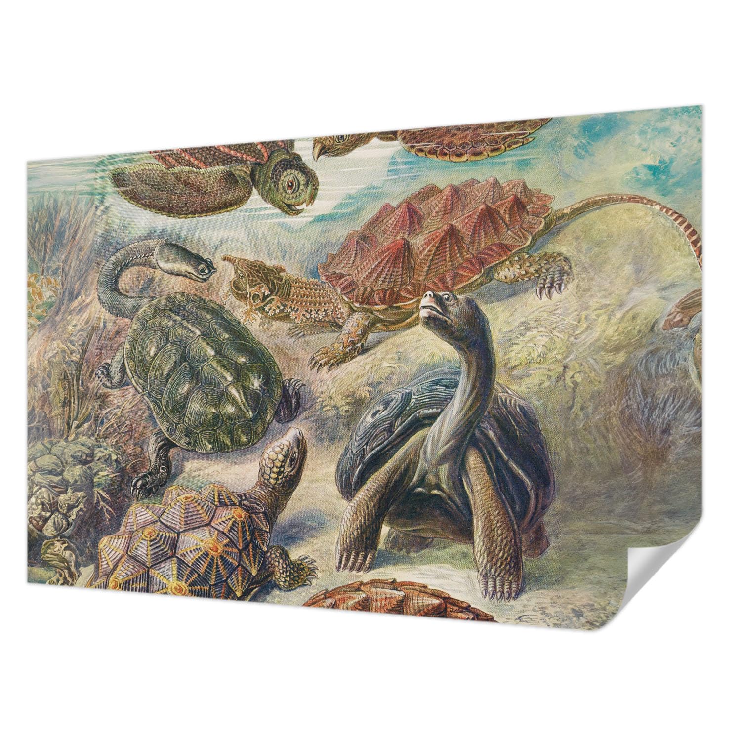 Papier peint autocollant anti tache faune des tortues deco murale salon sans colle