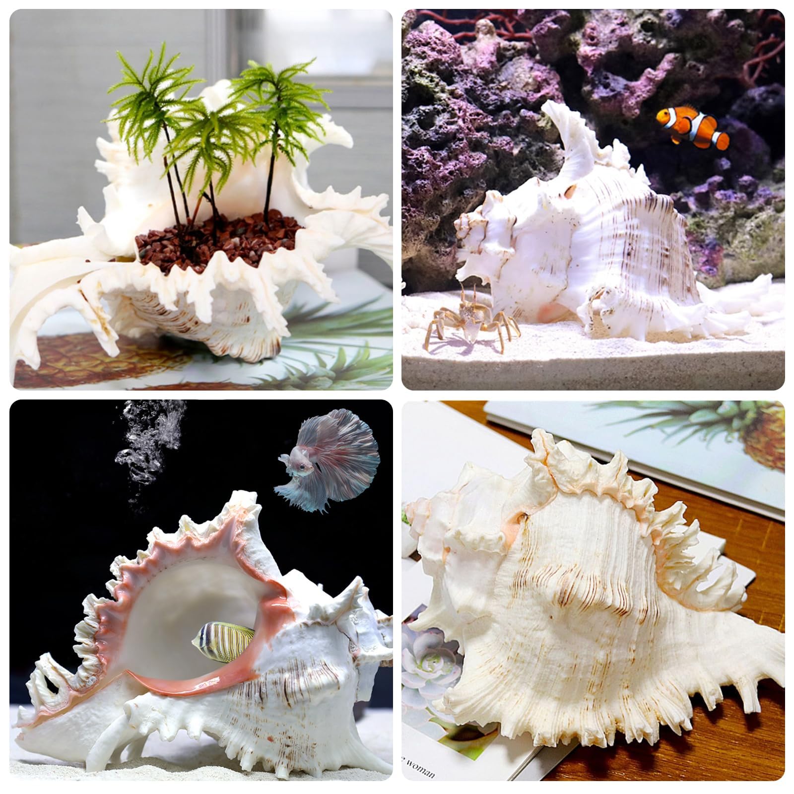BORDEAG Conchiglie naturali, conchiglie naturali, grandi conchiglie naturali, grandi per fai da te, conchiglie decorative, conchiglie decorative, 16 – 18 cm, per decorare (16 – 18 cm)