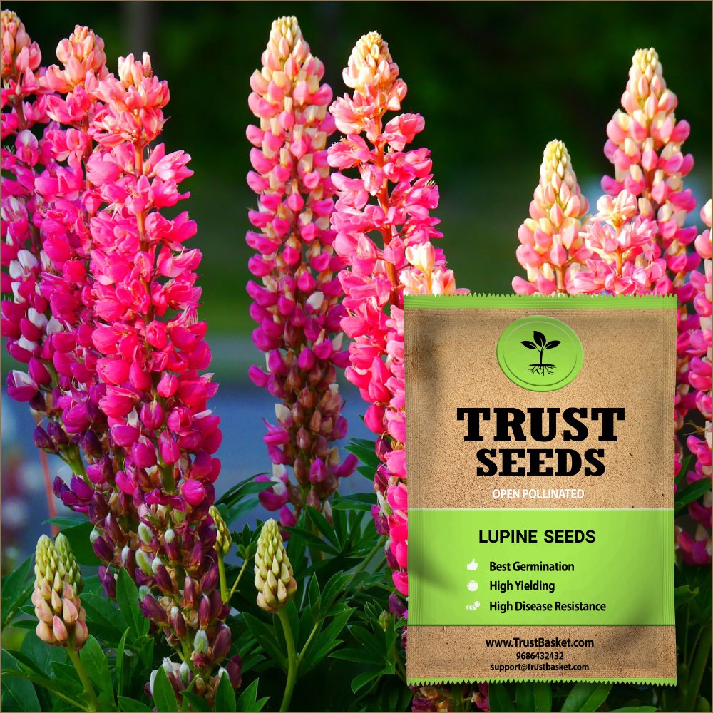 TrustBasket Open Pollinated Lupine Flower Seeds (B07DCSZ6LW) Amazon Price History, Amazon Price Tracker