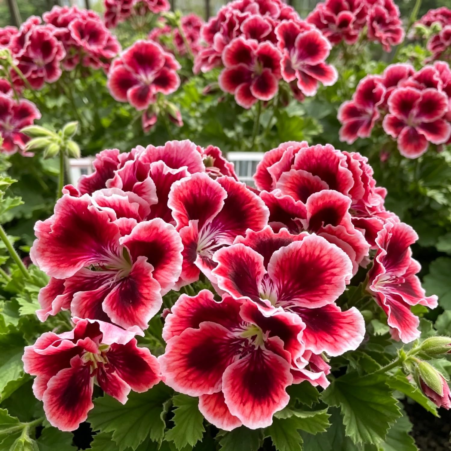 Double Geranium Seed-Hardy,Perennial, Vibrant Floral Display Garden — image 1