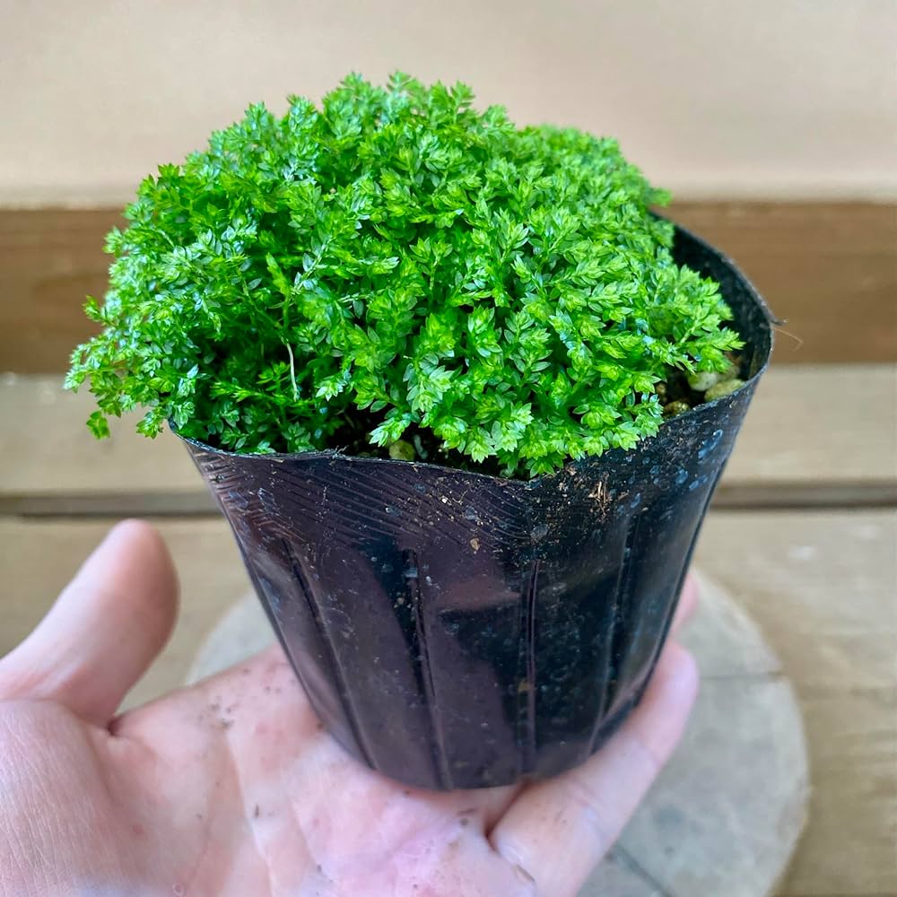 Amazon｜観葉植物 セラギネラ クッションモス アポダ｜観葉植物