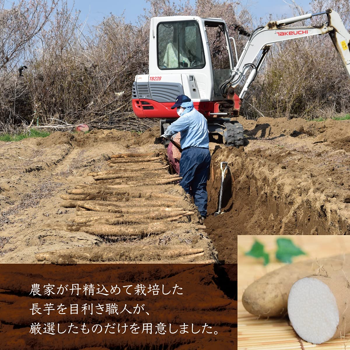 Amazon.co.jp: Long Yam, Long Yam, Tokoro, Tokoro Yam, Tororo