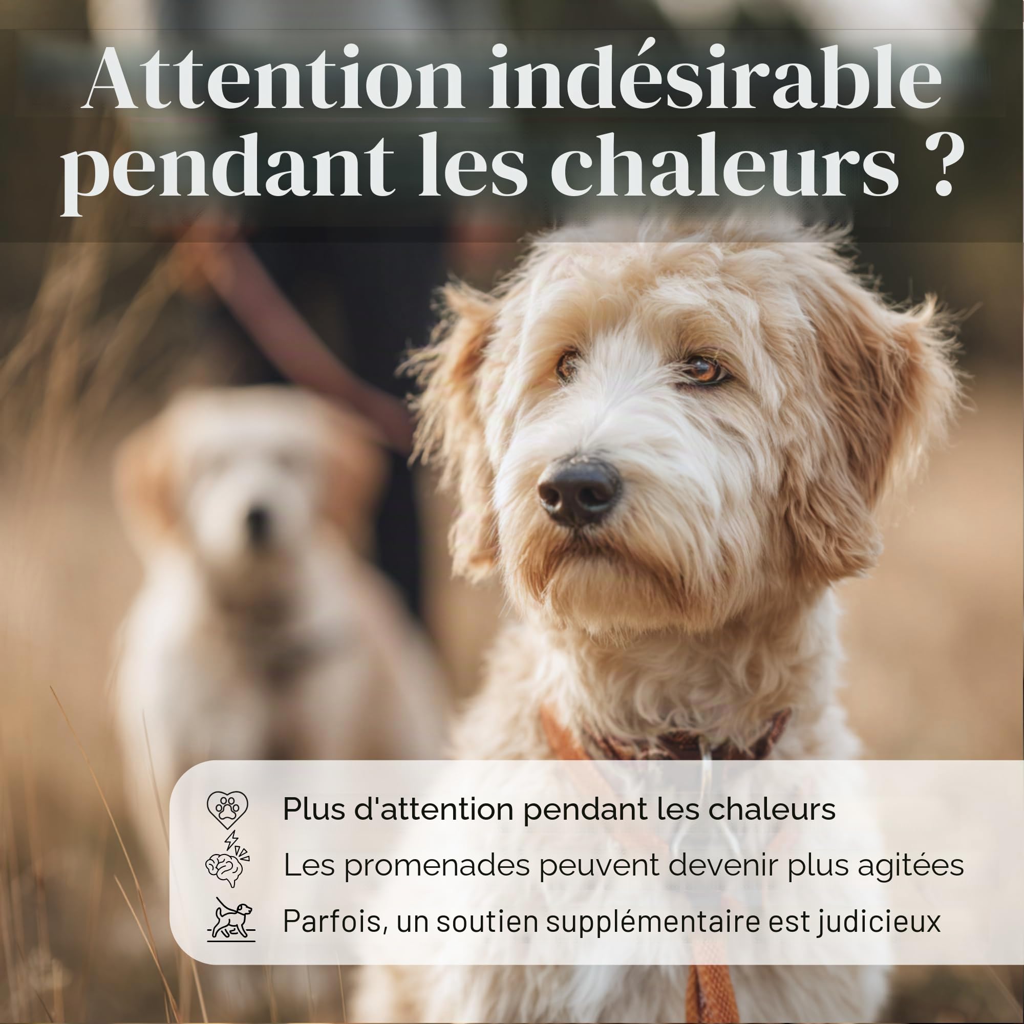 Spray Anti Flirt pour Chiens – Masque l’Odeur des chaleurs chez la Chienne, Aide à réduire l’Attention des mâles, Formule parfumée Naturelle 100 ML