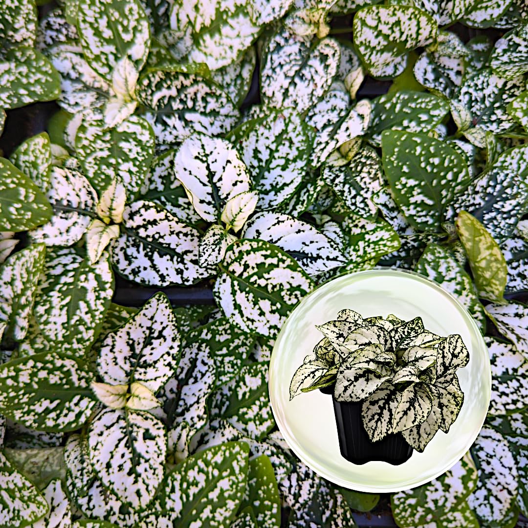 Fam Plants Polka Dot Plant 4-Pack