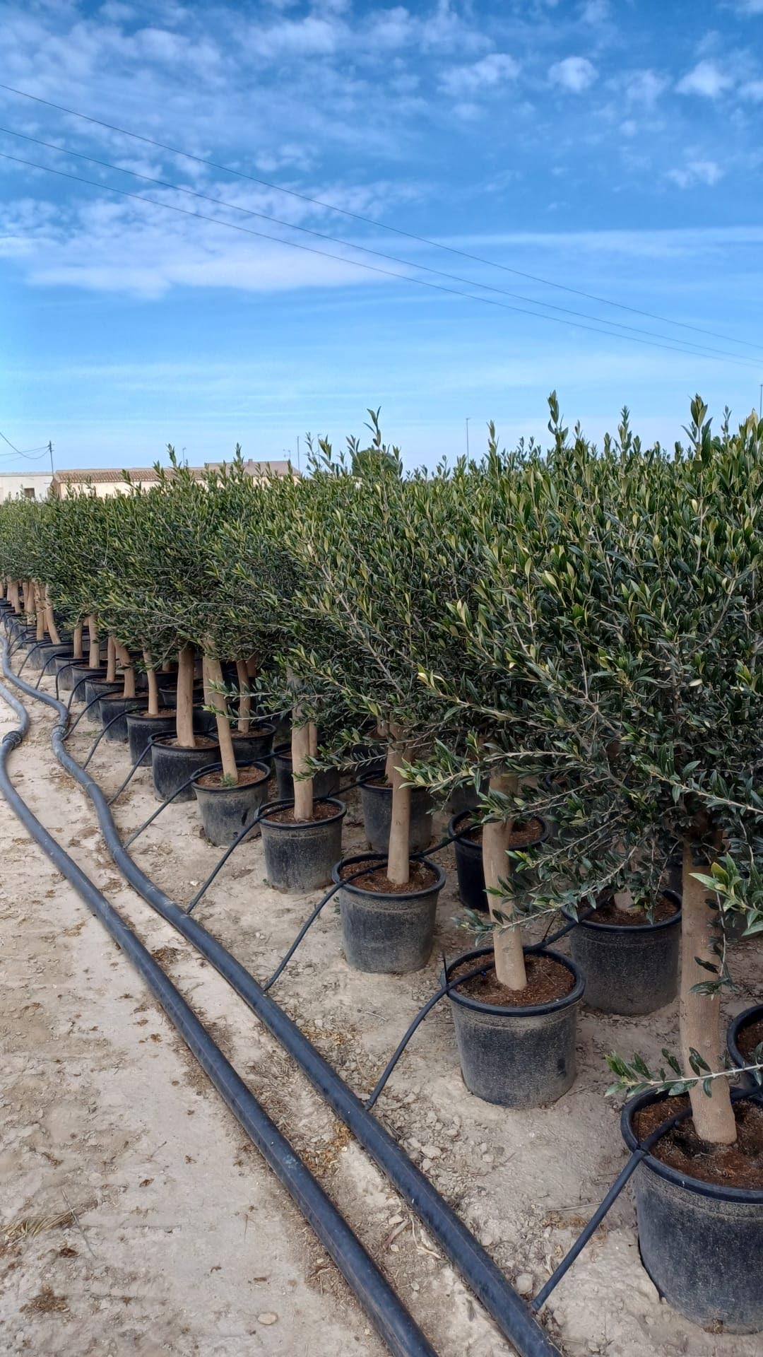 Olea Lechin - Oliva Ulivi ''30 anni'', 190 cm, qualità A+, resistente all'inverno