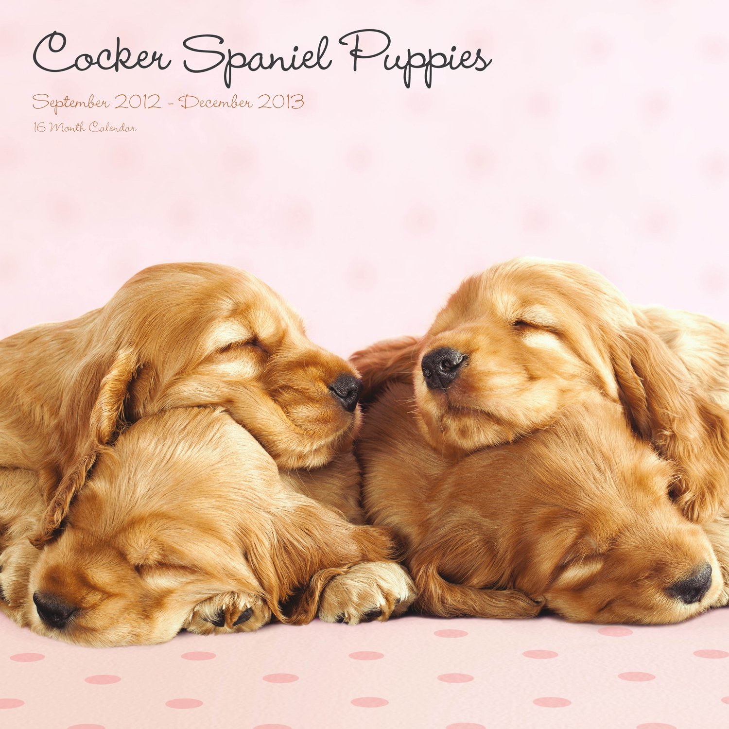 Magnet & Steel Cocker Spaniel Puppy Cute Wall Calendar