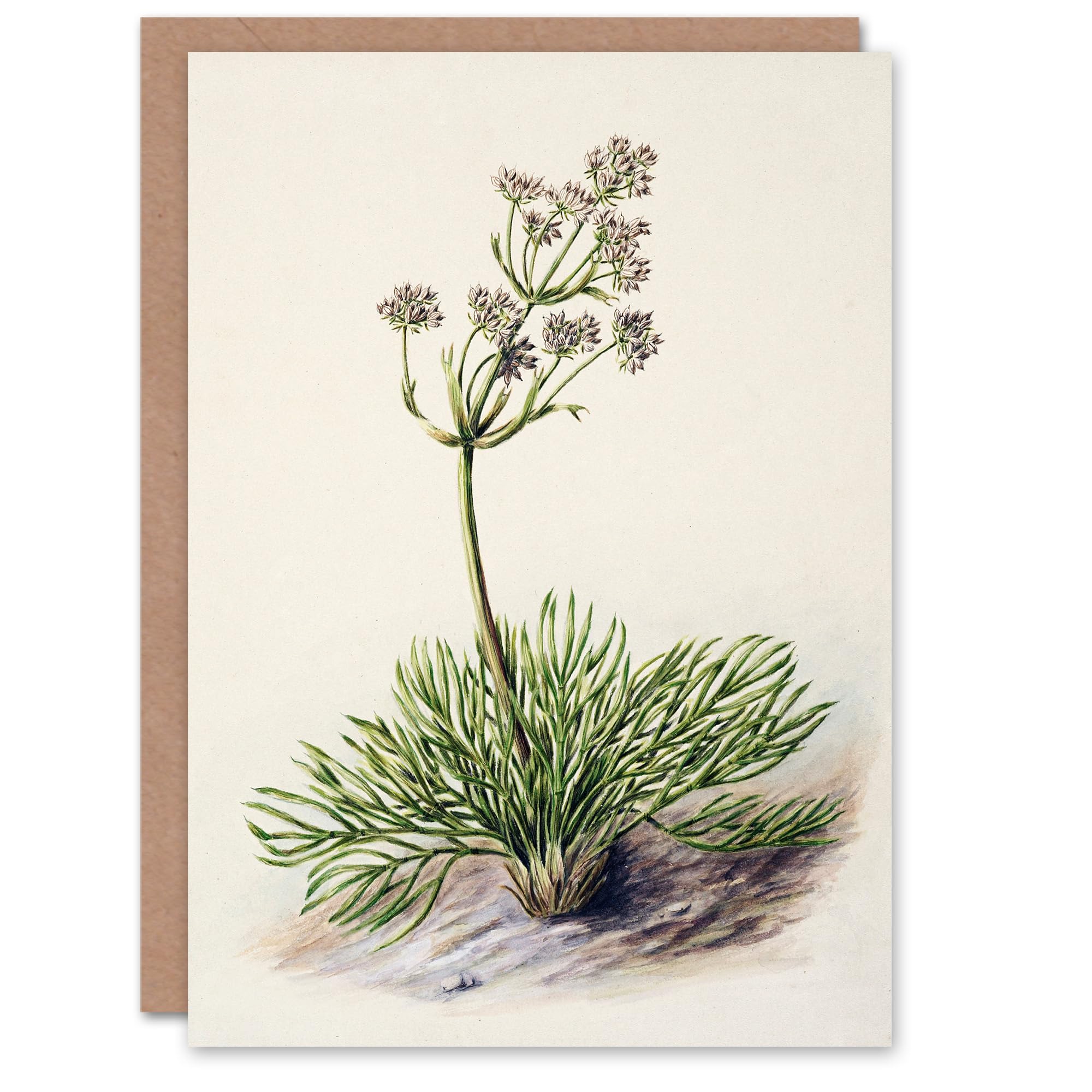 Artery8 Sarah Featon Art Card New Zealand Wild Spaniard Flower