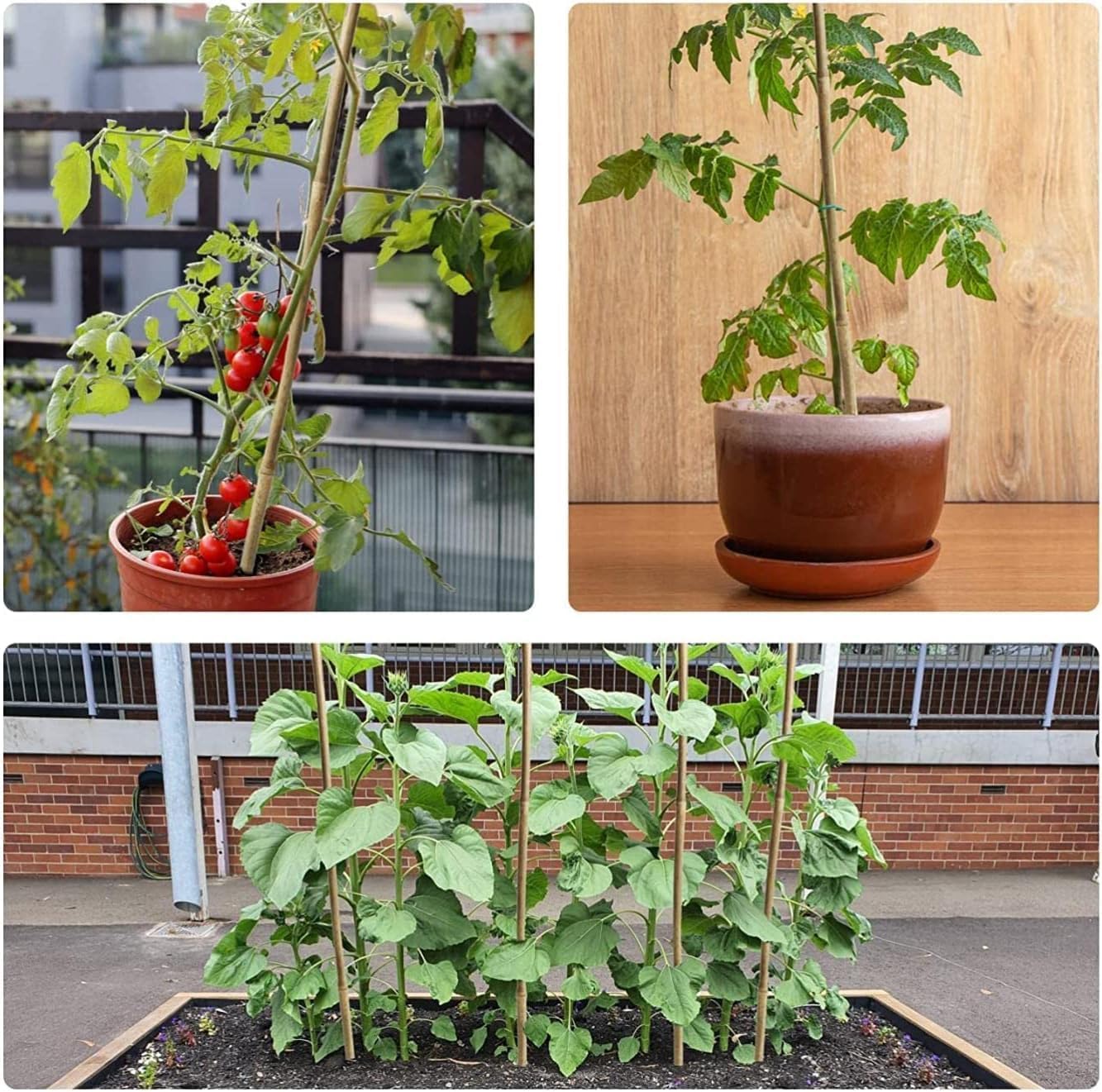 Jollybower Bambuspfähle, 2,2 cm Durchmesser, 91 cm, 50 Stück, dickere, robuste Pflanzenstecker, natürliche Gartenstecker für Bohnen, Tomaten, Bohnen, Blumen, Bäume, Töpfe und Kletterpflanzen