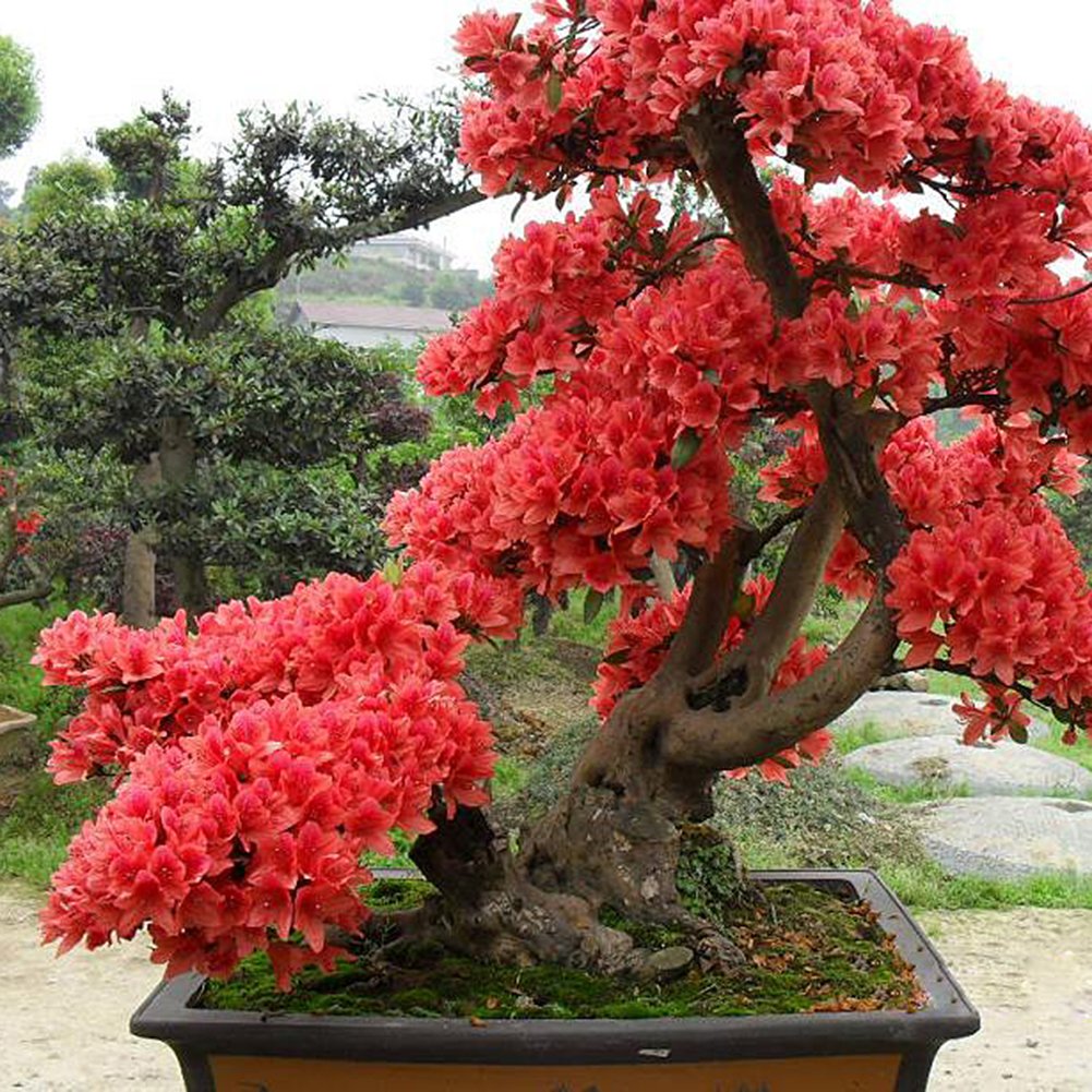 taxus balls Yew Balls  Terrace Gardener