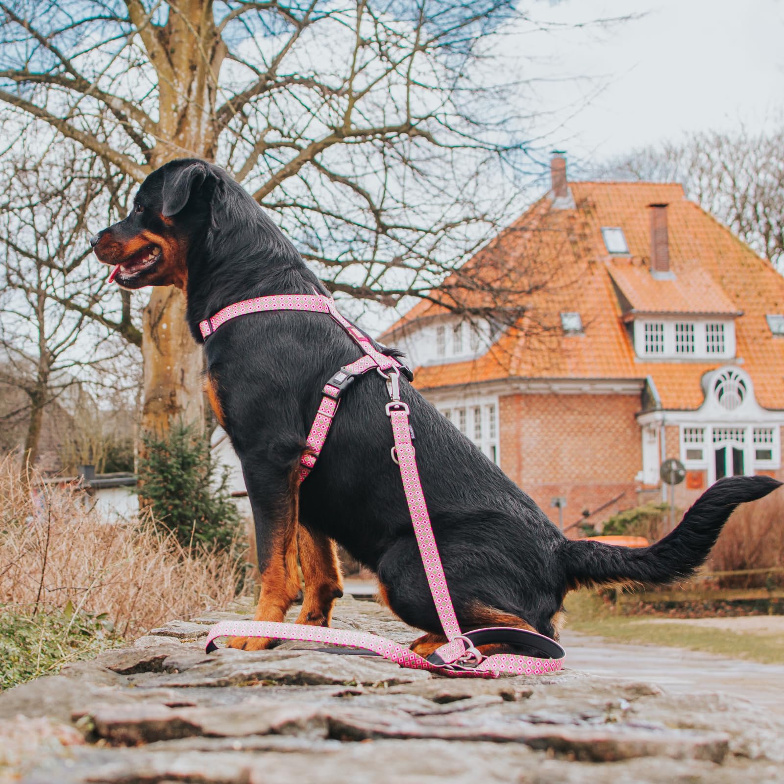 MAX & Molly Arnés H - Retro Rosa, S