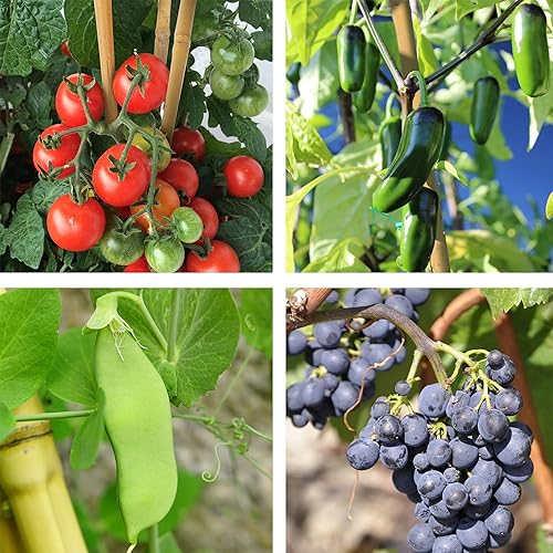 Miniatura 9 de Estacas de jardín de bambú de 6 pies con estacas de bambú natural de 200 pies de 0.118 in resistentes estacas de bambú para plantas de jardinería -