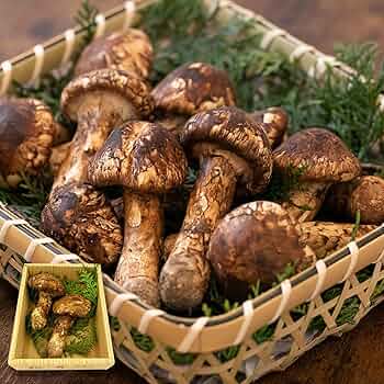 81hW2HSn7iL._AC_UF350,