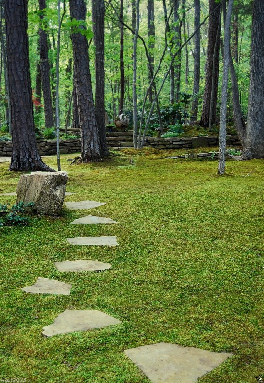 500 Irish Moss Seeds - Sagina Subulata - Great for Ground Cover or Containers !