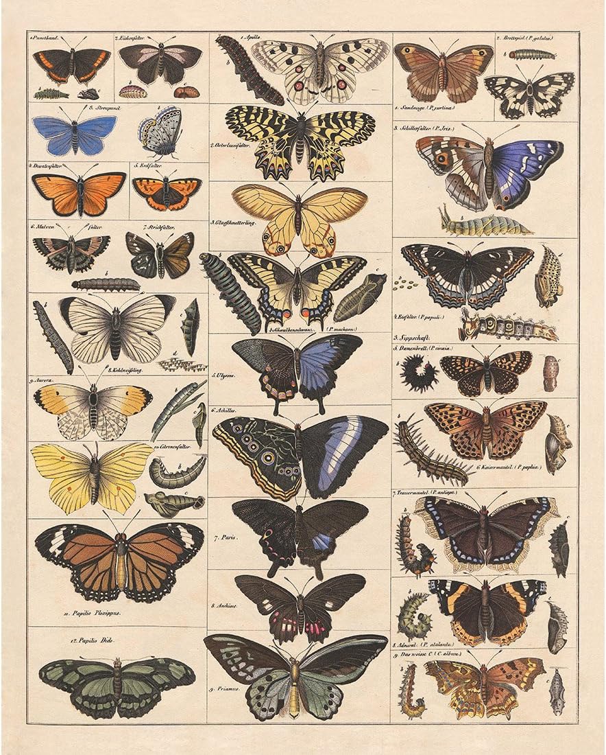 Meishe Art Poster Print Vintage Butterflies Insects Butterfly Breeds Collection Species Identification Reference Chart Pop Classroom Club Home Wall Decor