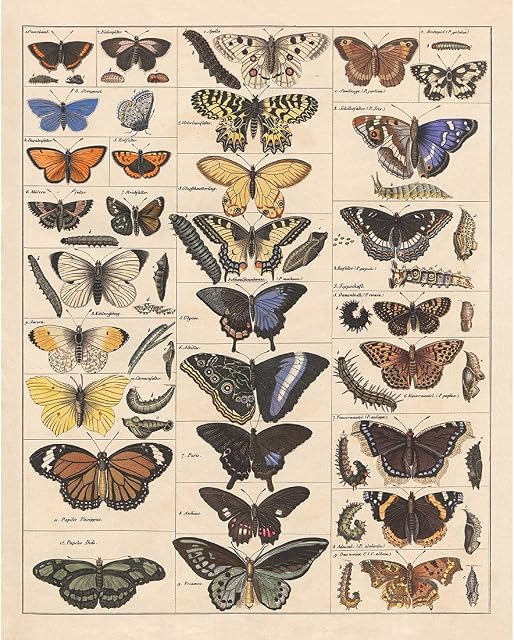 Meishe Art Poster Print Vintage Butterflies Insects Butterfly Breeds Collection Species Identification Reference Chart Pop Classroom Club Home Wall Decor
