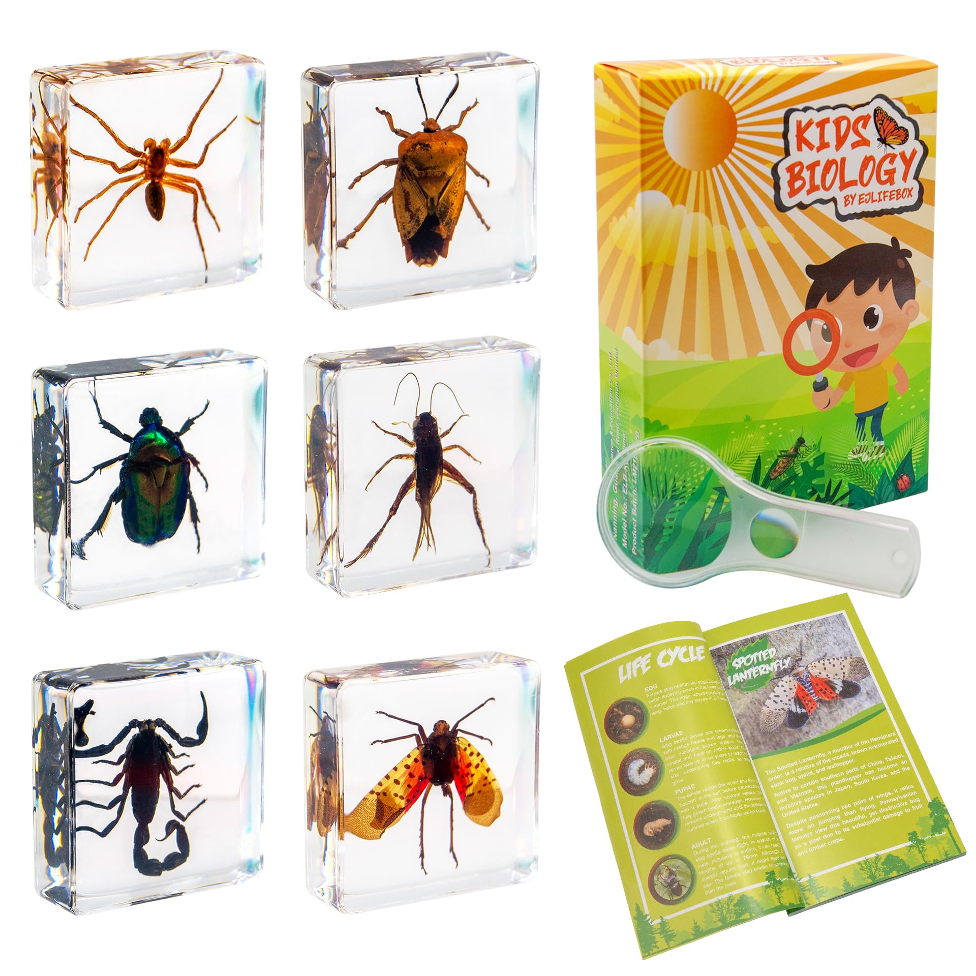 Insect Specimen Set, Bugs Collection Scientific Education Gift for Kids Aged 3-8-12 (Spider, Scorpion, Cricket, Chafers, Stink Bug, Spotted Lanternfly Resin Collection)