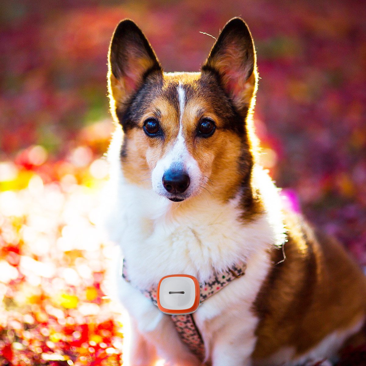 Mini rastreador GPS impermeable Localizador con WIFI GSM GPRS Tracker para mascotas, gatos y perros