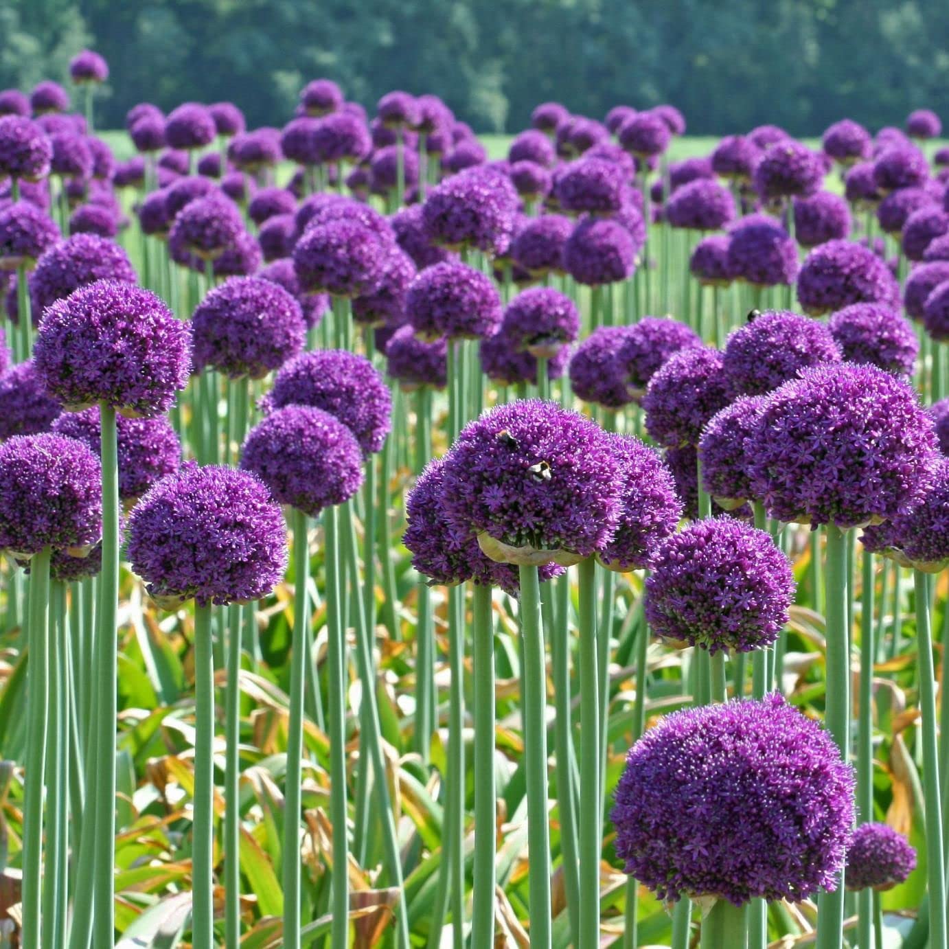 allium ☆ Van Zyverden Allium Giant Gladiator Set of 6 Bulbs Purple
