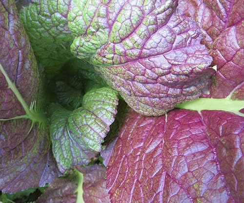 Miniatura 3 de 1000 semillas de mostaza púrpura Osaka para plantar reliquia sin OMG, 2+ gramos de vegetales, supervivencia a granel