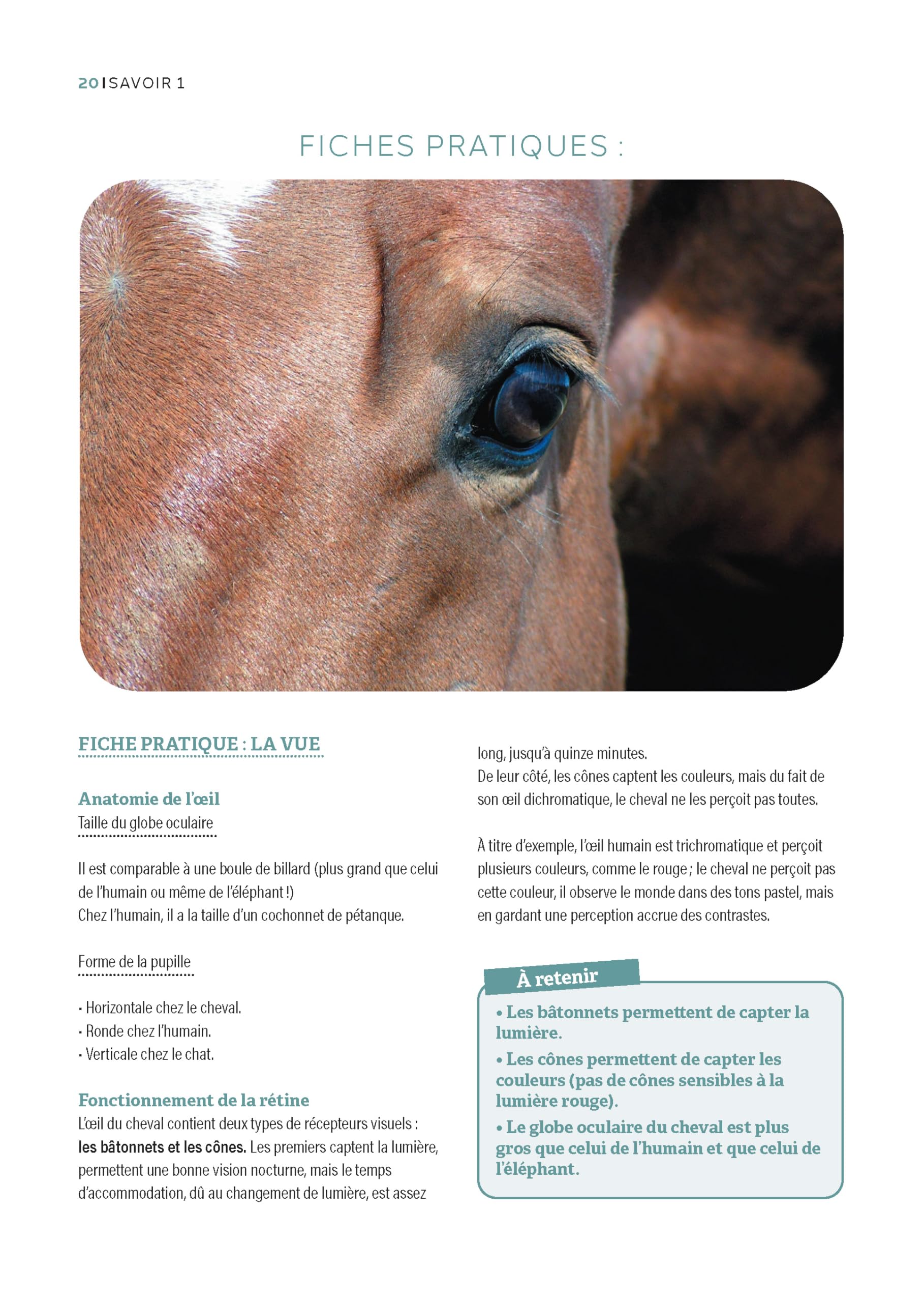 Guide d'équitation éthologique: Les Savoirs 1 et 2 décryptés avec exercices détaillés
