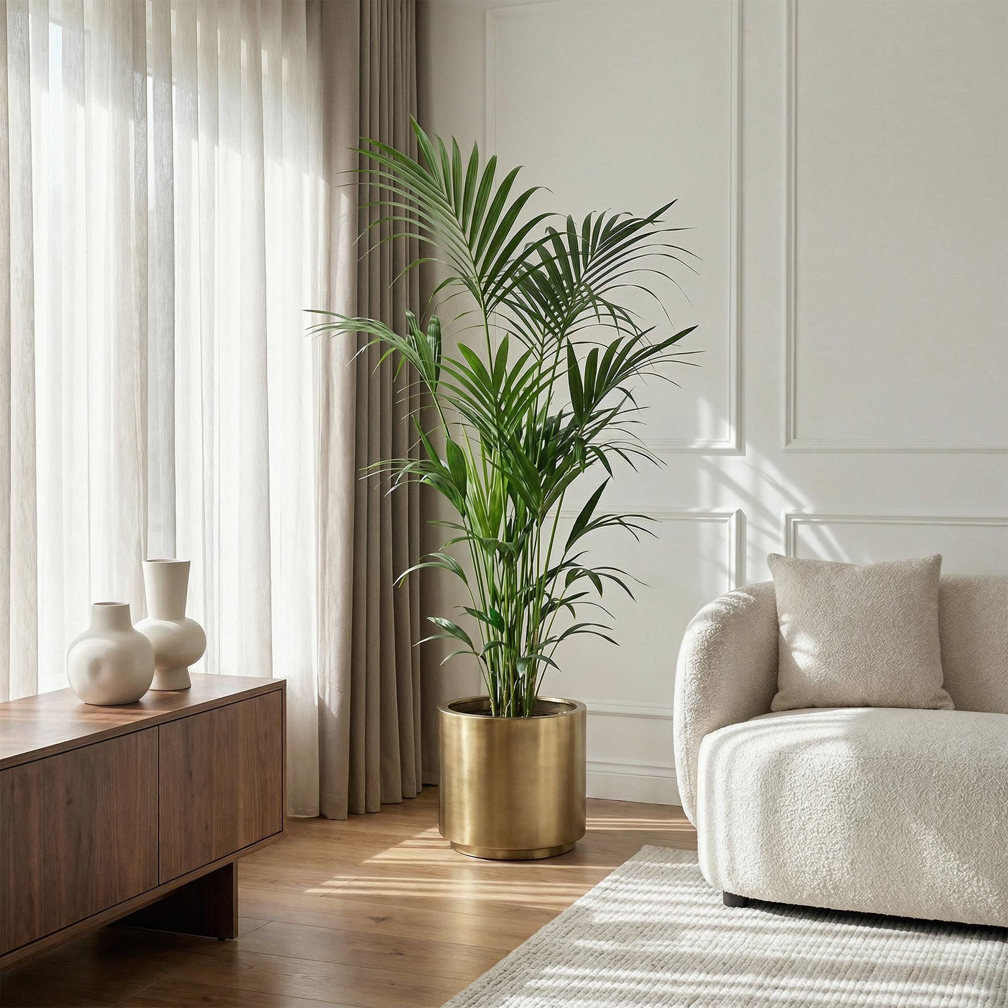 Green boutiQ - Zimmerpflanze - Howea Forsteriana - Kentia-Palme - Pflegeleicht - Grün - 1 Pflanze - Topf 27cm - Höhe 160-170cm