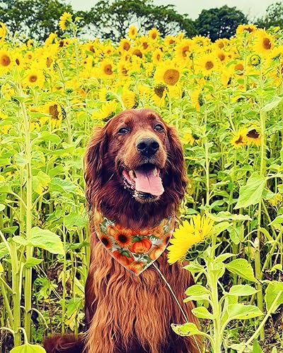 Miniatura 5 de Bandana de girasol para perro, bandana floral para perros pequeños, medianos y grandes