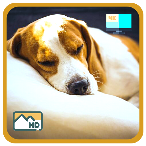 Beruhigende Tiermelodien für Stressabbau und Entspannung – ein Hunde-Entspannungs-Bildschirmschoner mit Schlaftimer für Fire TV