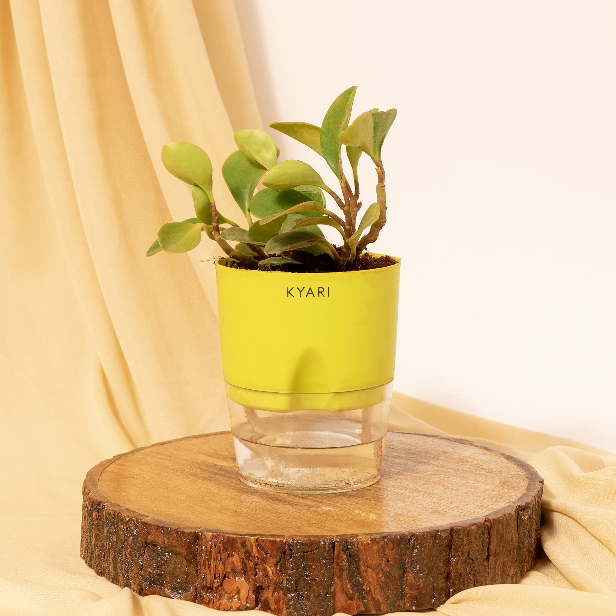 KYARI Peperomia Green Indoor Plants for Living Room | Live Plants | Plants with Green Self Watering Pot for Home | Air purifier plants | Plants for Home Decor | Plants for Garden & bedroom (B0BD836YWY) Amazon Price History, Amazon Price Tracker