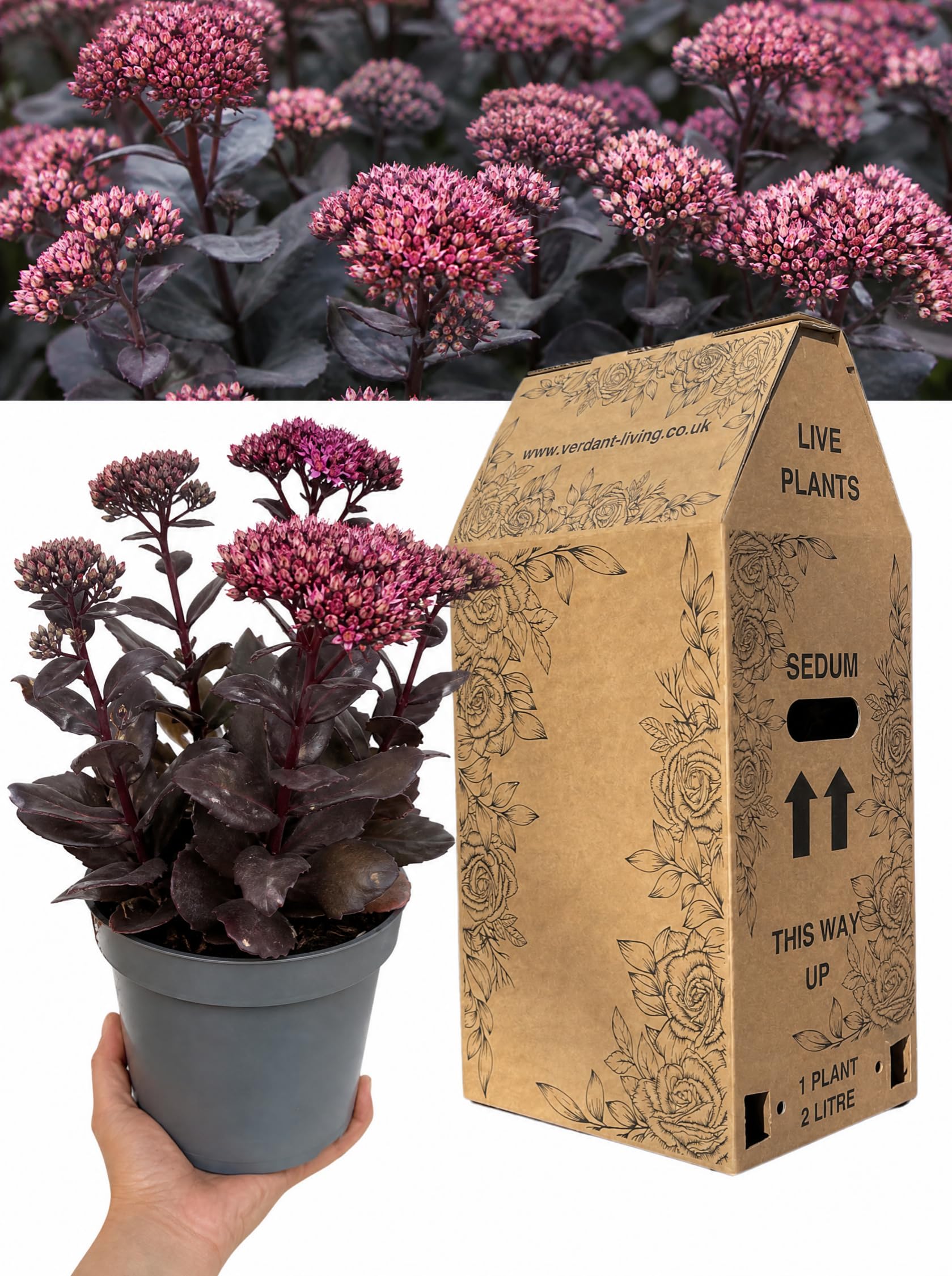 Sedum Black Knight Plant in 2 Litre Pot, 17cm – Hardy Dark-Leaved Perennial Stonecrop for Sunny Borders, Rockeries and Patio Containers – Drought Tolerant Once Established, Pollinator Friendly
