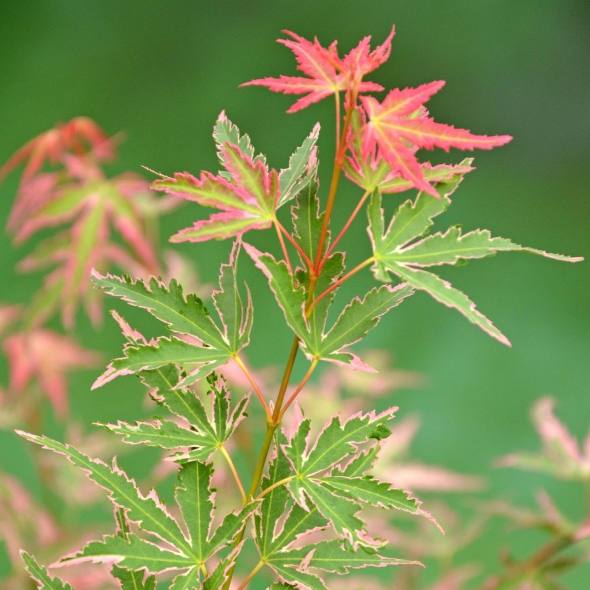 Plant in a Box - Érable du Japon - Mix de 2 - Acer palmatum 'Ukigumo', 'Taylor'' - Hauteur 35-55cm - Pot 15cm - Plante d’extérieur - Vert - Rose
