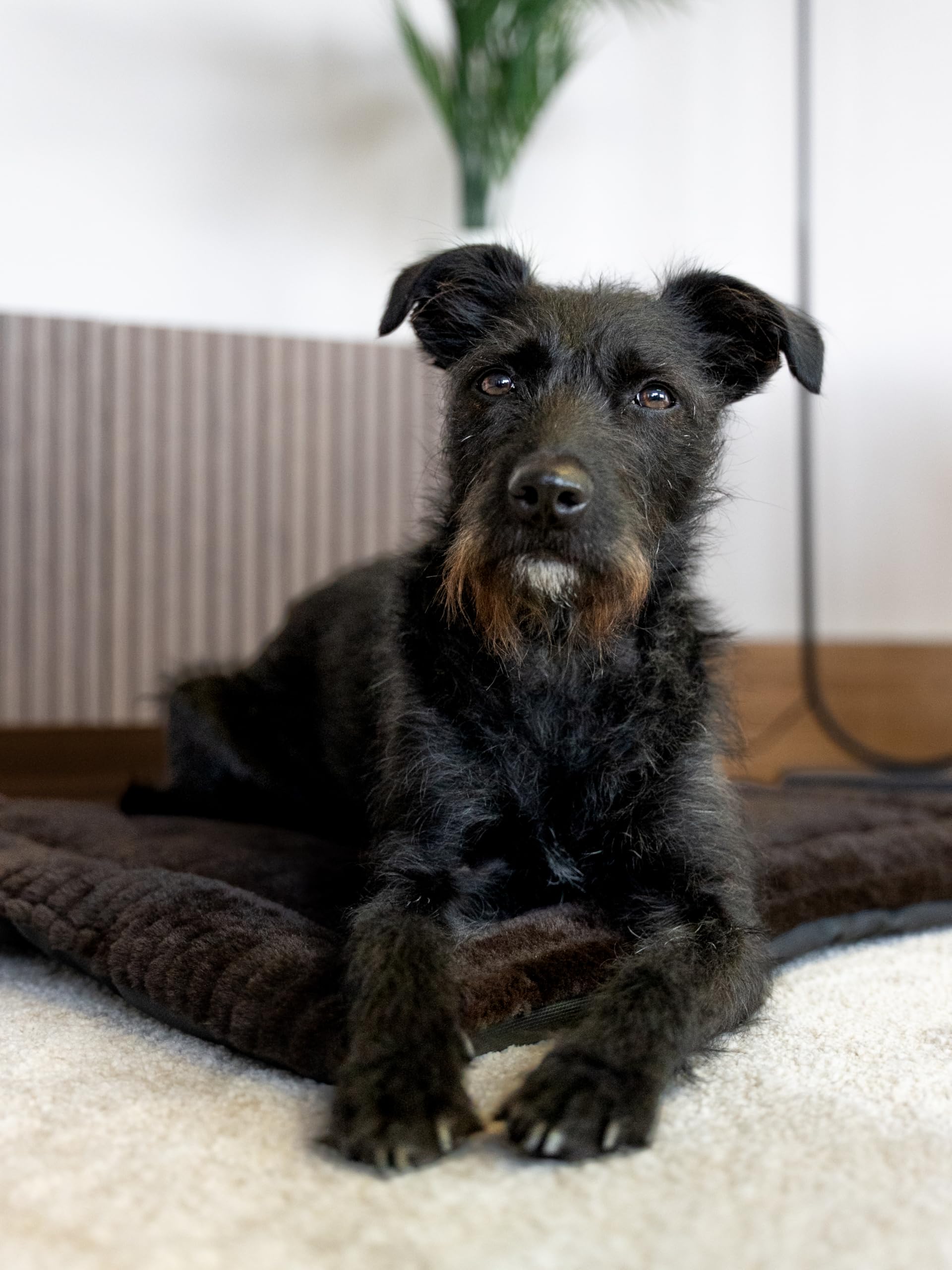 TrendPet Harmony Flex 4cm gefütterte Hundedecke mit schmutzunempfindlicher Unterseite, Katzendecke, Liegedecke für Hunde und Katzen