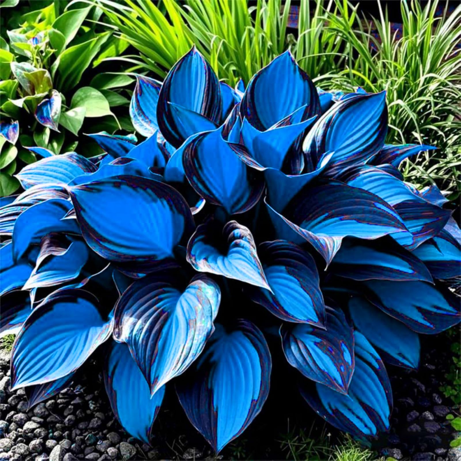 Rare Hostas for Planting UK, Hardy Perennial, Excellent Display, Mix Greening Flower, Natural Organic, Wedding, Balcony Garden-10 Bulbs-D