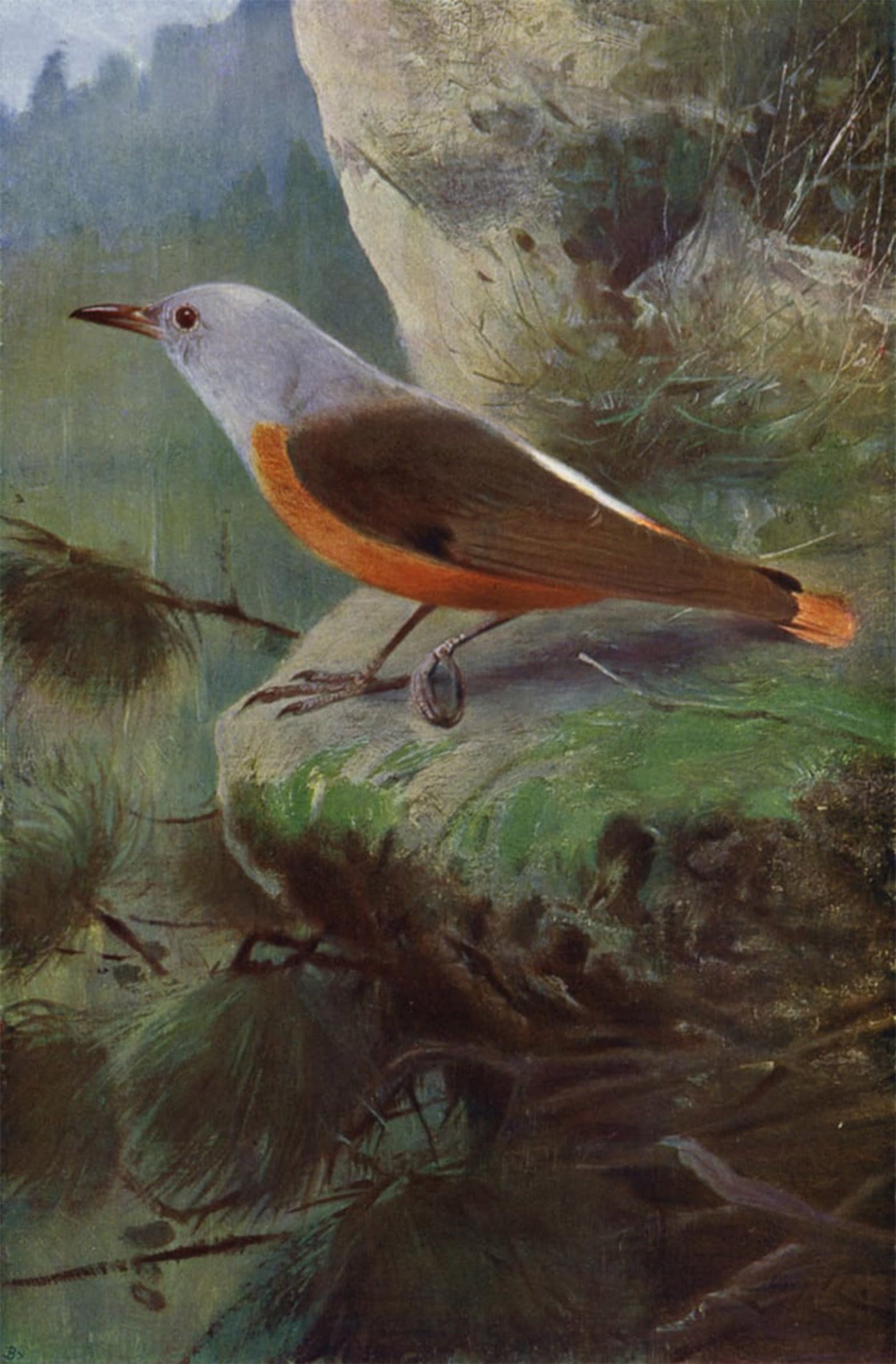 Serendipitp No Frame Vintage Picture Print On Canvas Wall Art Poster Rock Thrush By After Wilhelm Kuhnert Artwork Print Poster For Wall Decor 60X90cm