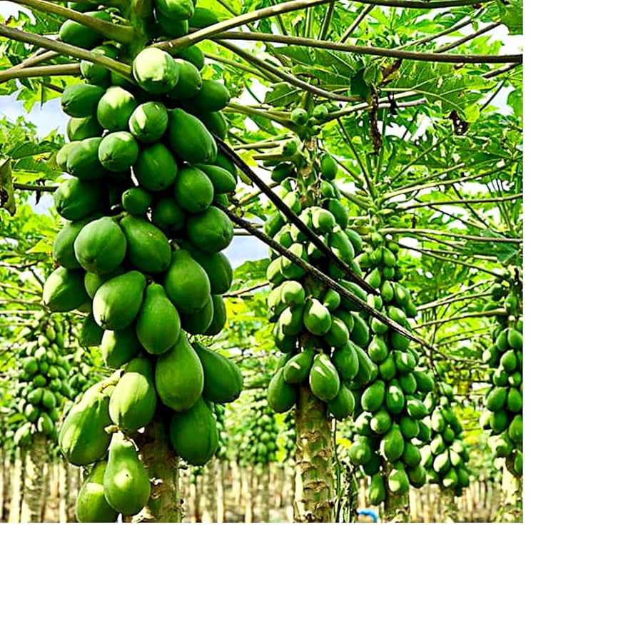 papaya様 Waimanalo Low Bearing Papaya Seeds — Hawaii Gardener