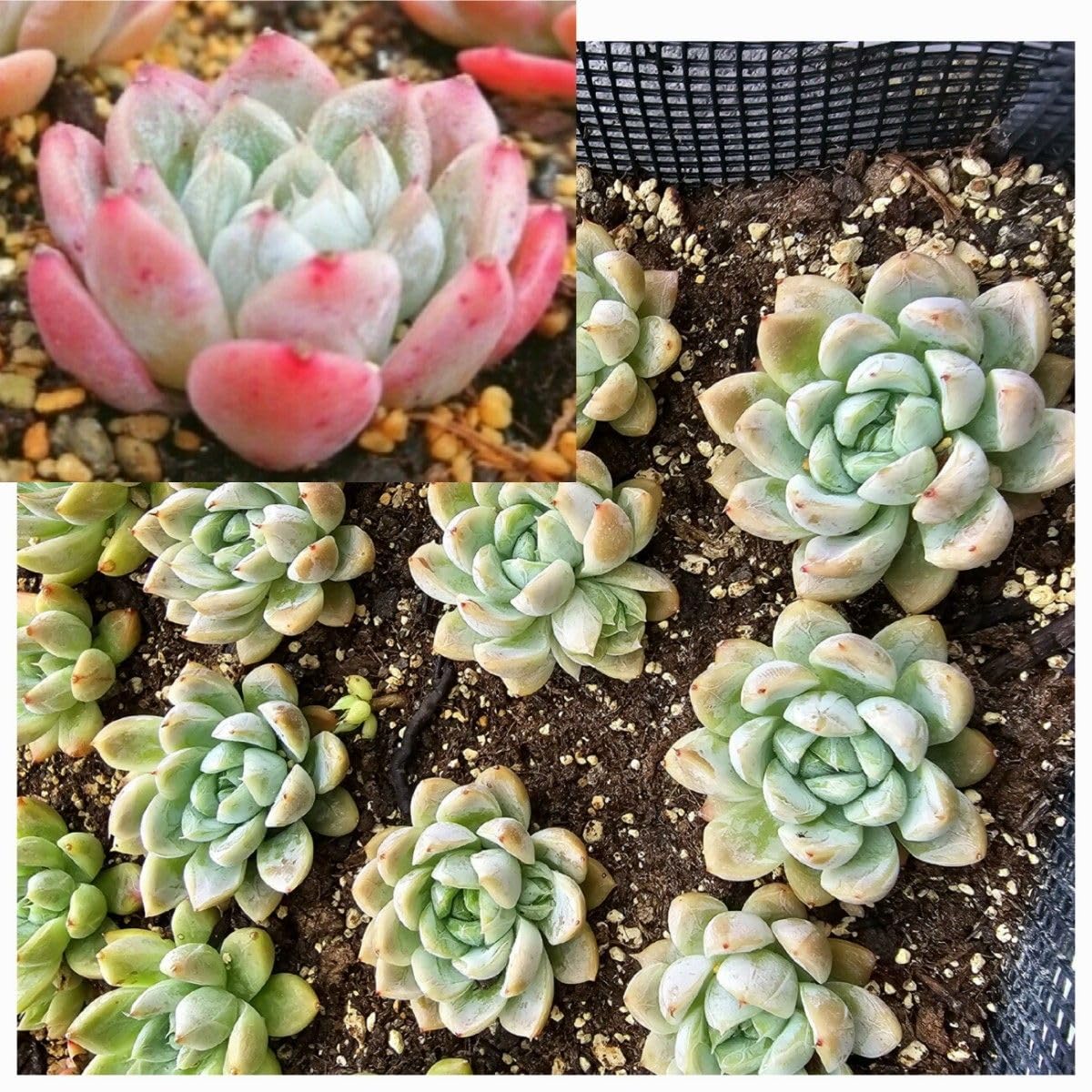 多肉 エルサ 抜き苗 【公式通販】