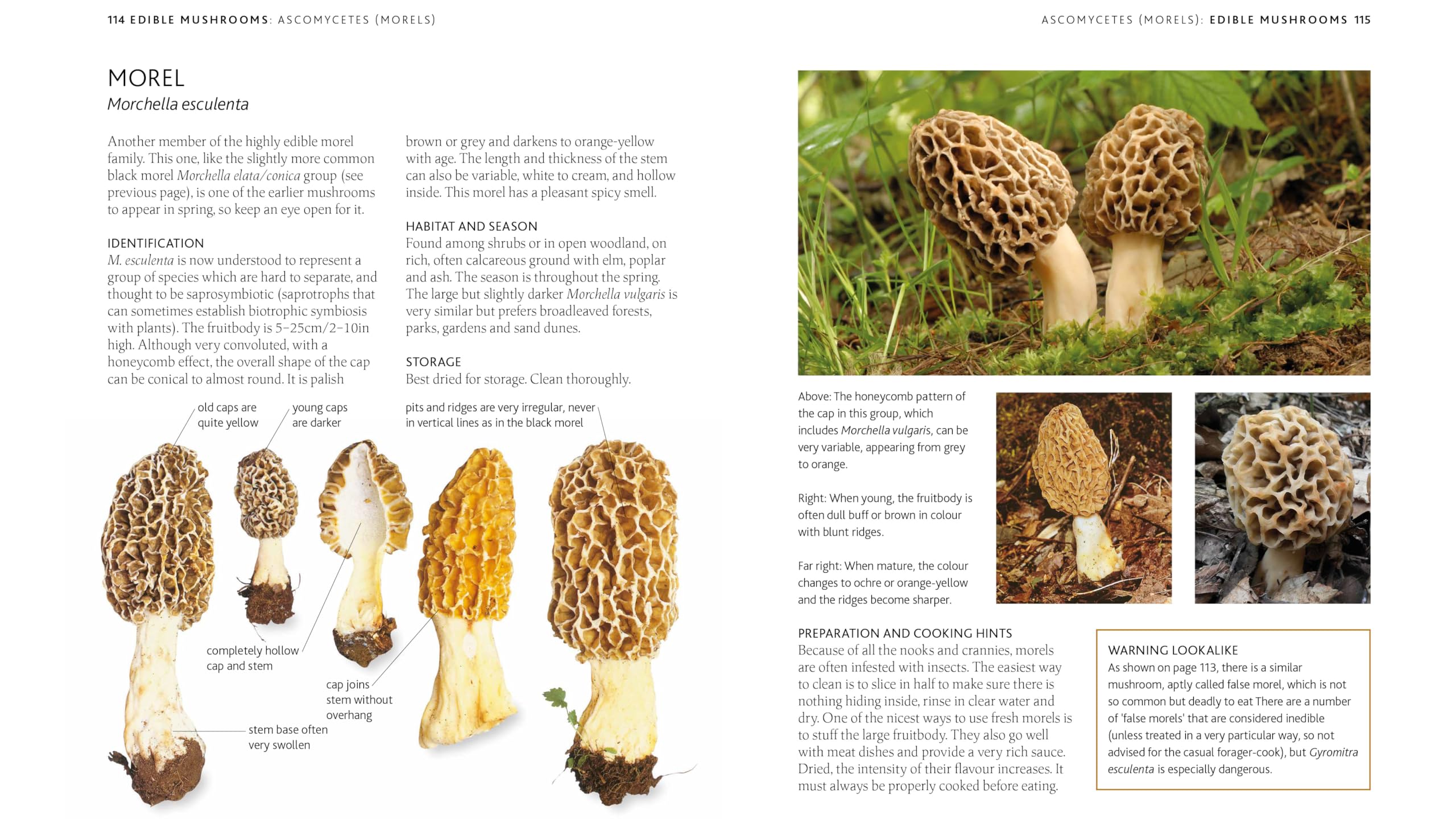 The Mushroom Guide & Identifer: An Expert Manual for Identifying, Picking and Using Edible Wild Mushrooms Found in Britain
