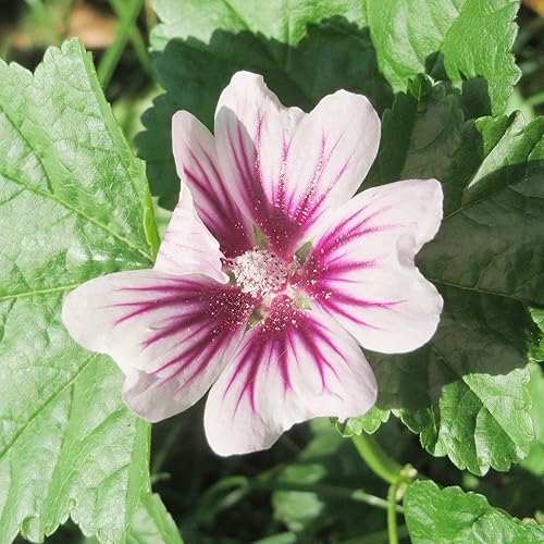 Miniatura 5 de YEGAOL Garden - Semillas de malva cebra perenne tolerante a la sequía, resistente a los conejos, atraen mariposas de bajo mantenimiento, borde Paito