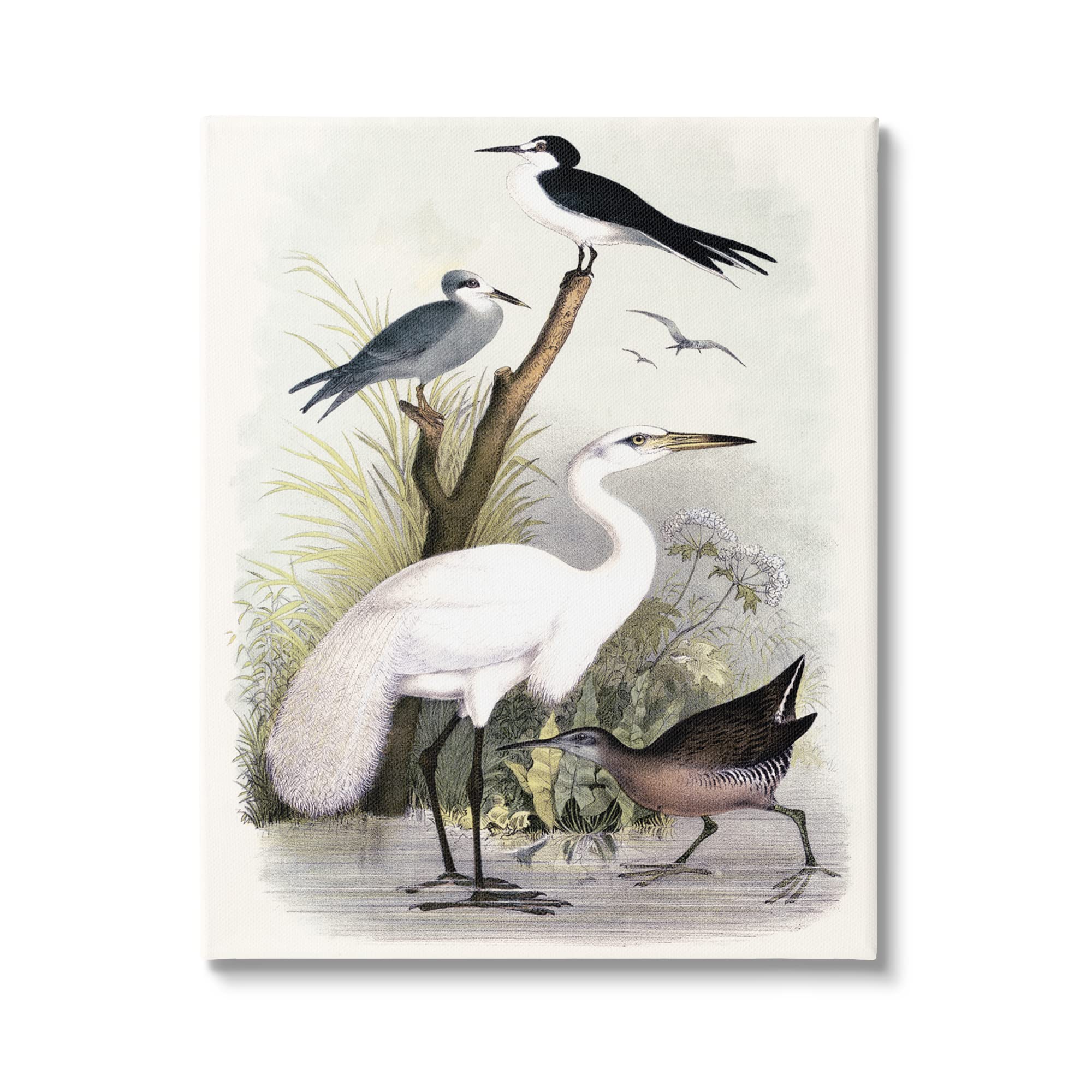 Stupell Industries Varied Crane Birds Gathered Riverbank Stream Botanicals Canvas Wall Art, Design By Piddix