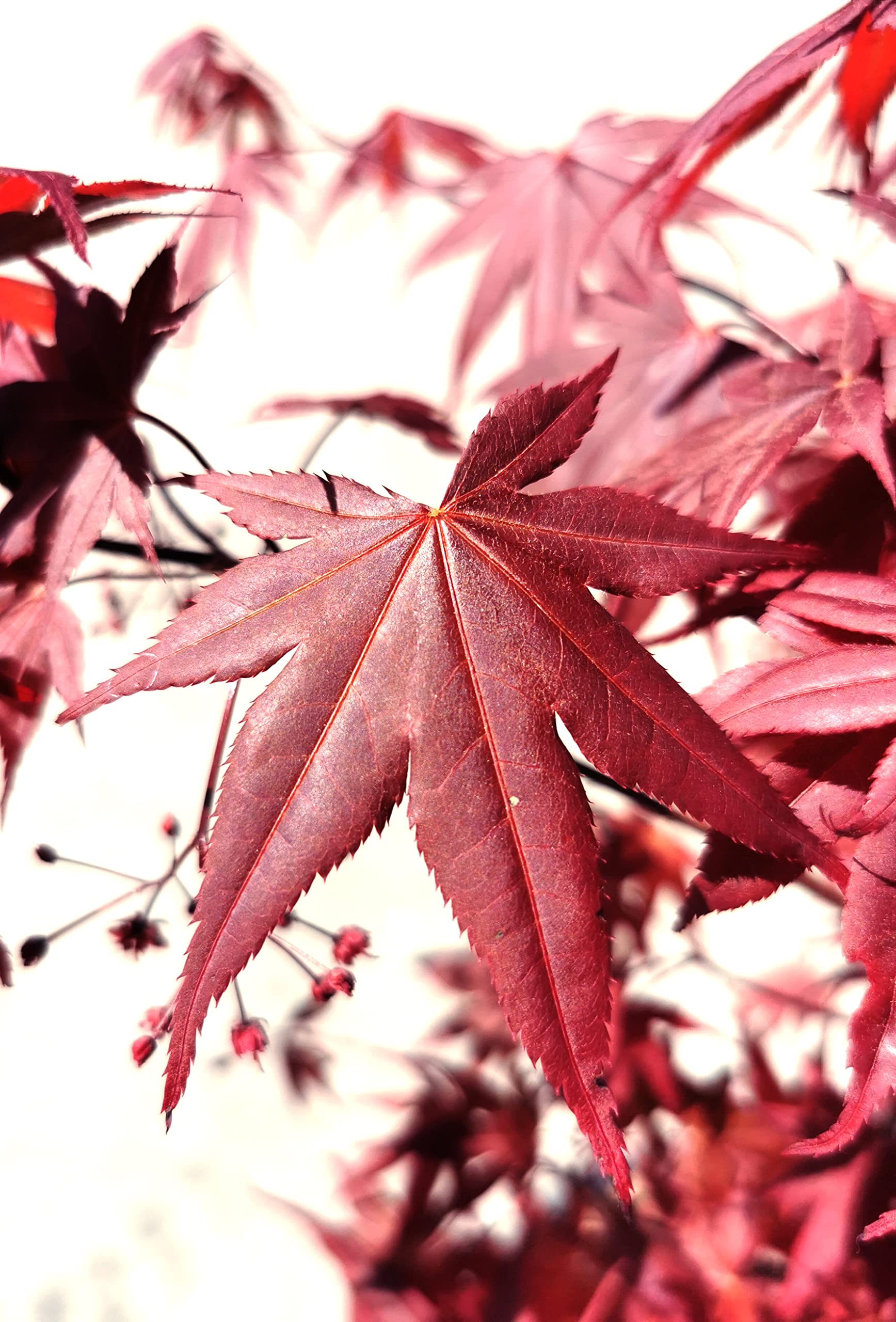 Vannucci Piante - Acer palmatum 'Bloodgood', Acero Bonsai, Pianta vera in vaso, Pianta da appartamento
