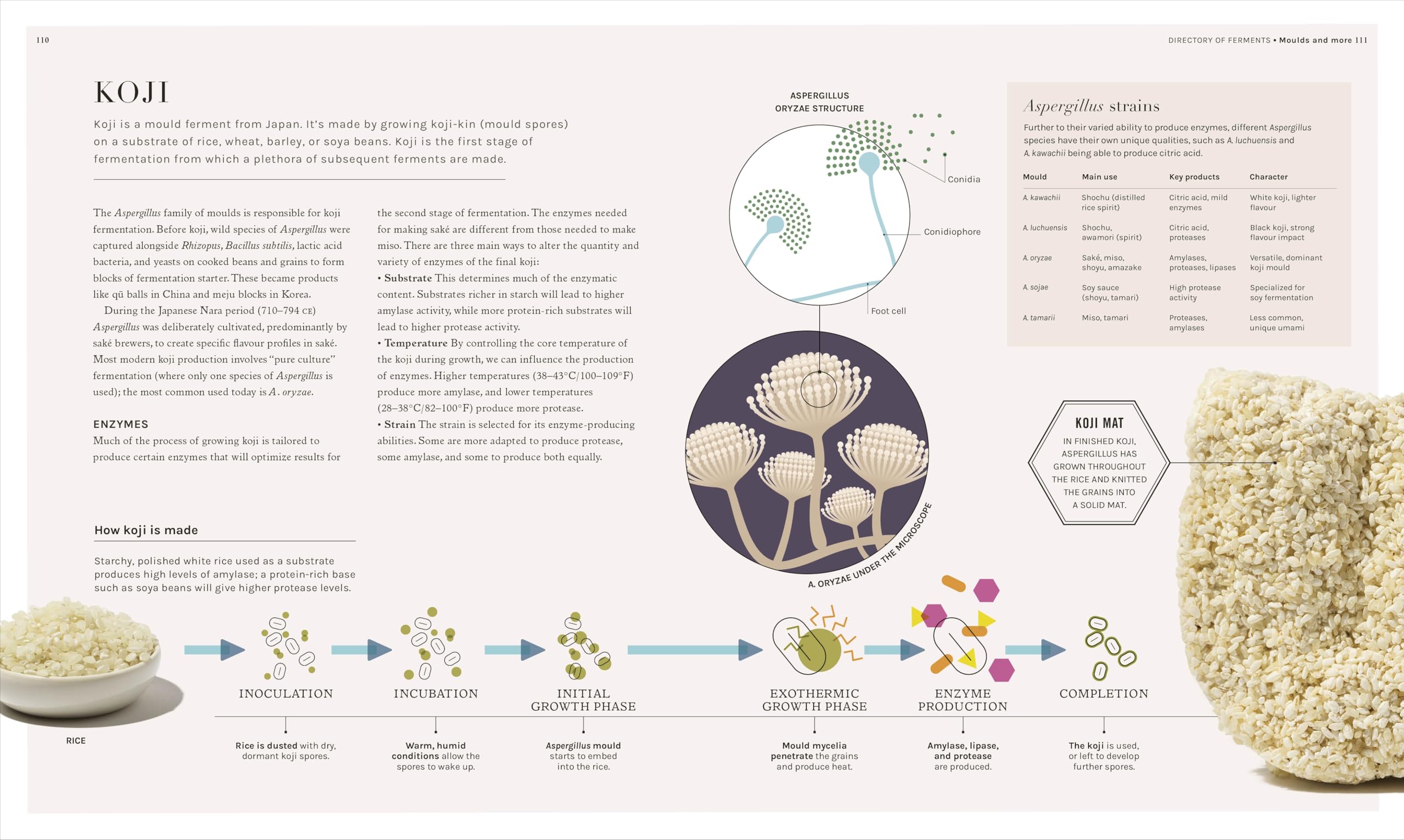 The Science of Fermentation: Explore the Fascinating Alchemy of Fermented Food and Drink (The Science of Food)